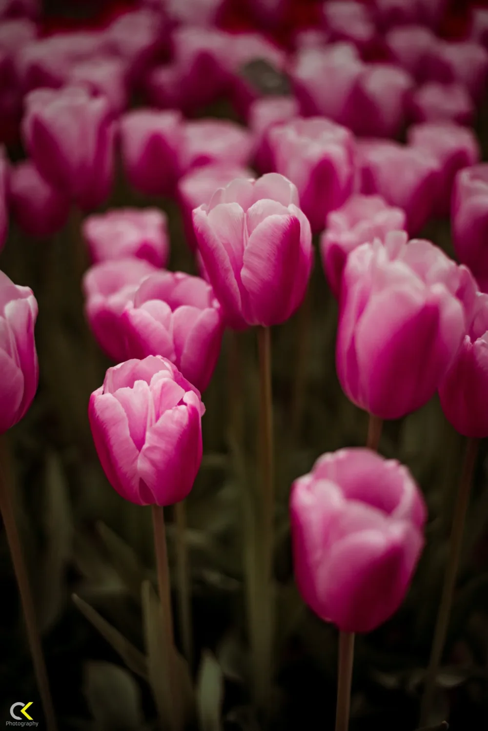 Dutch Garden Delight: Pink Tulips Wallart Painting