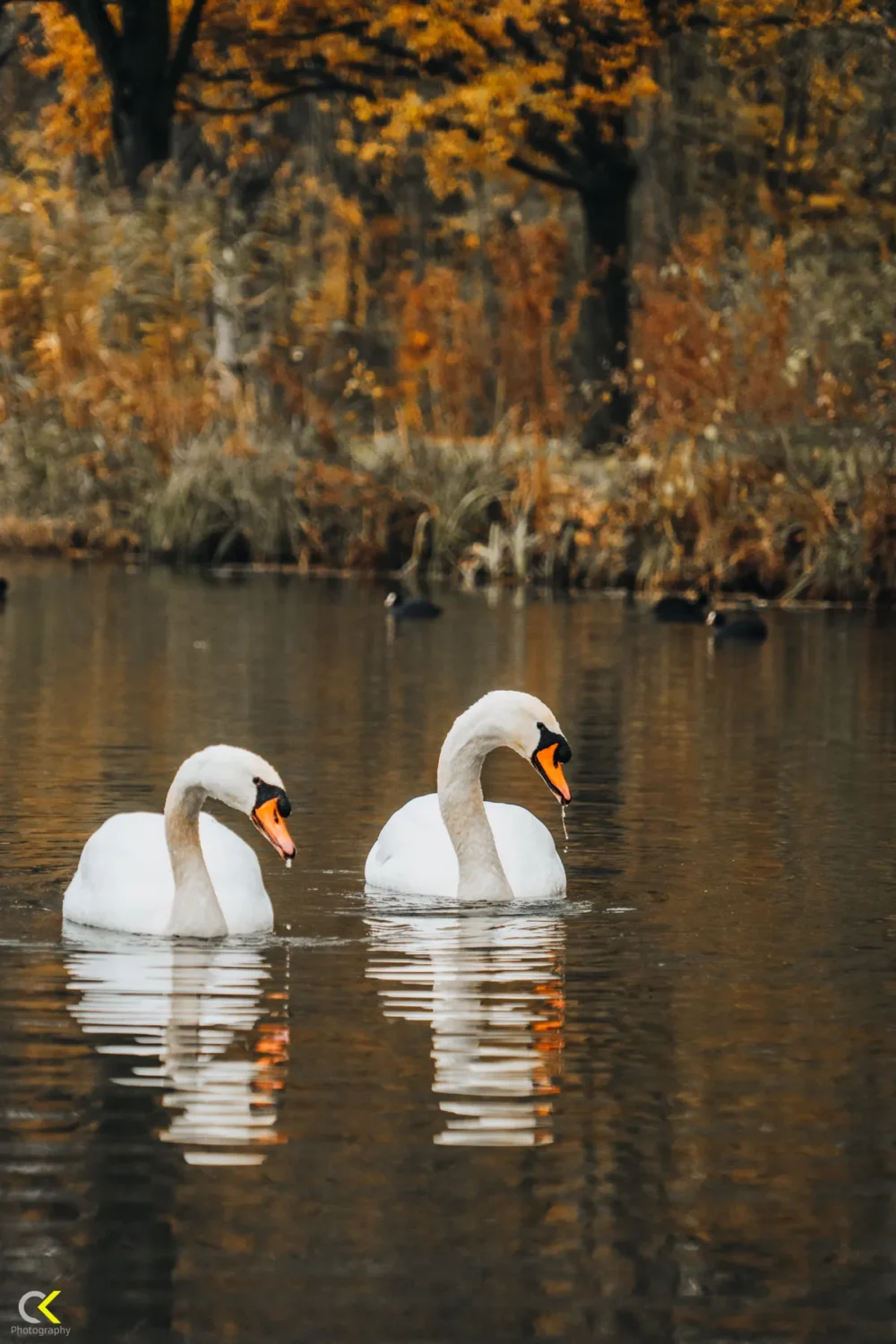 Twin Swans: A Tranquil Autumn Moment2