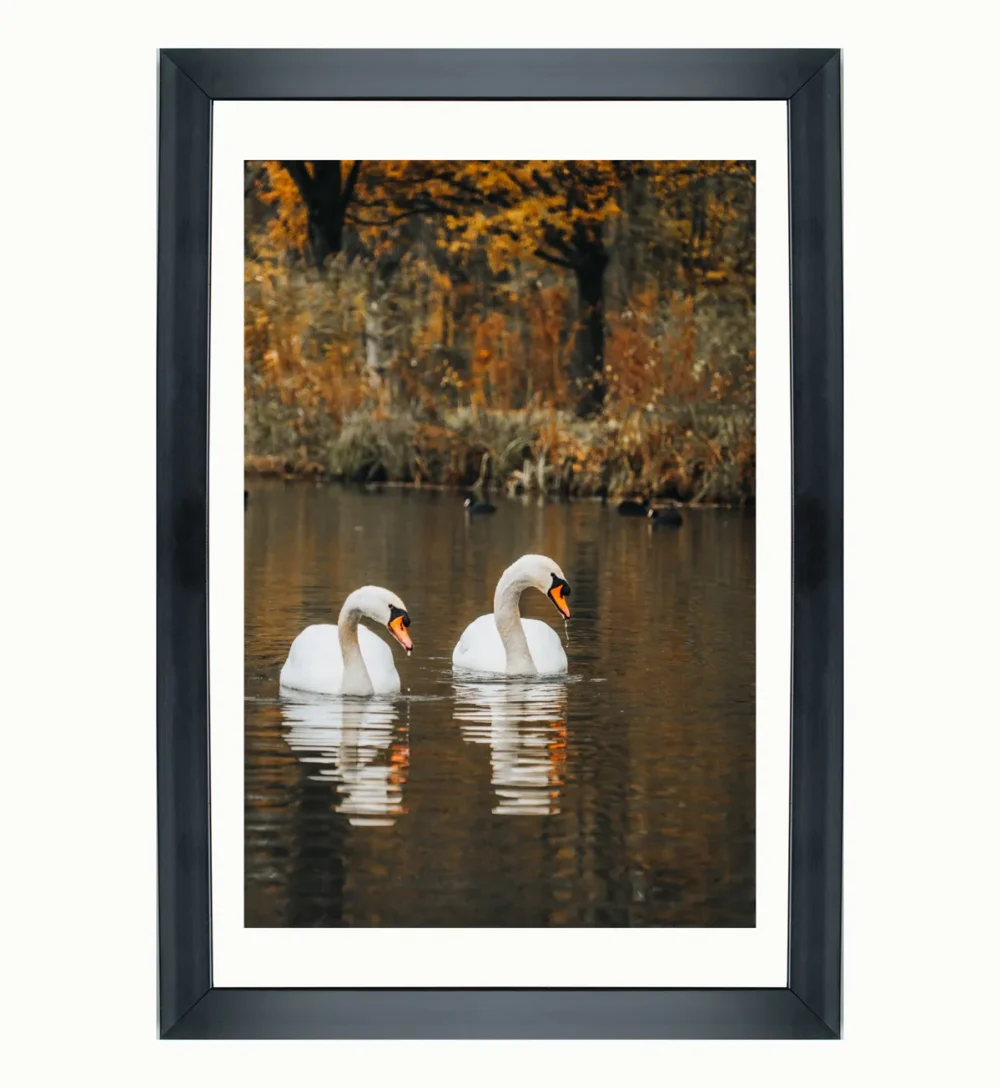 Twin Swans: A Tranquil Autumn Moment wallart