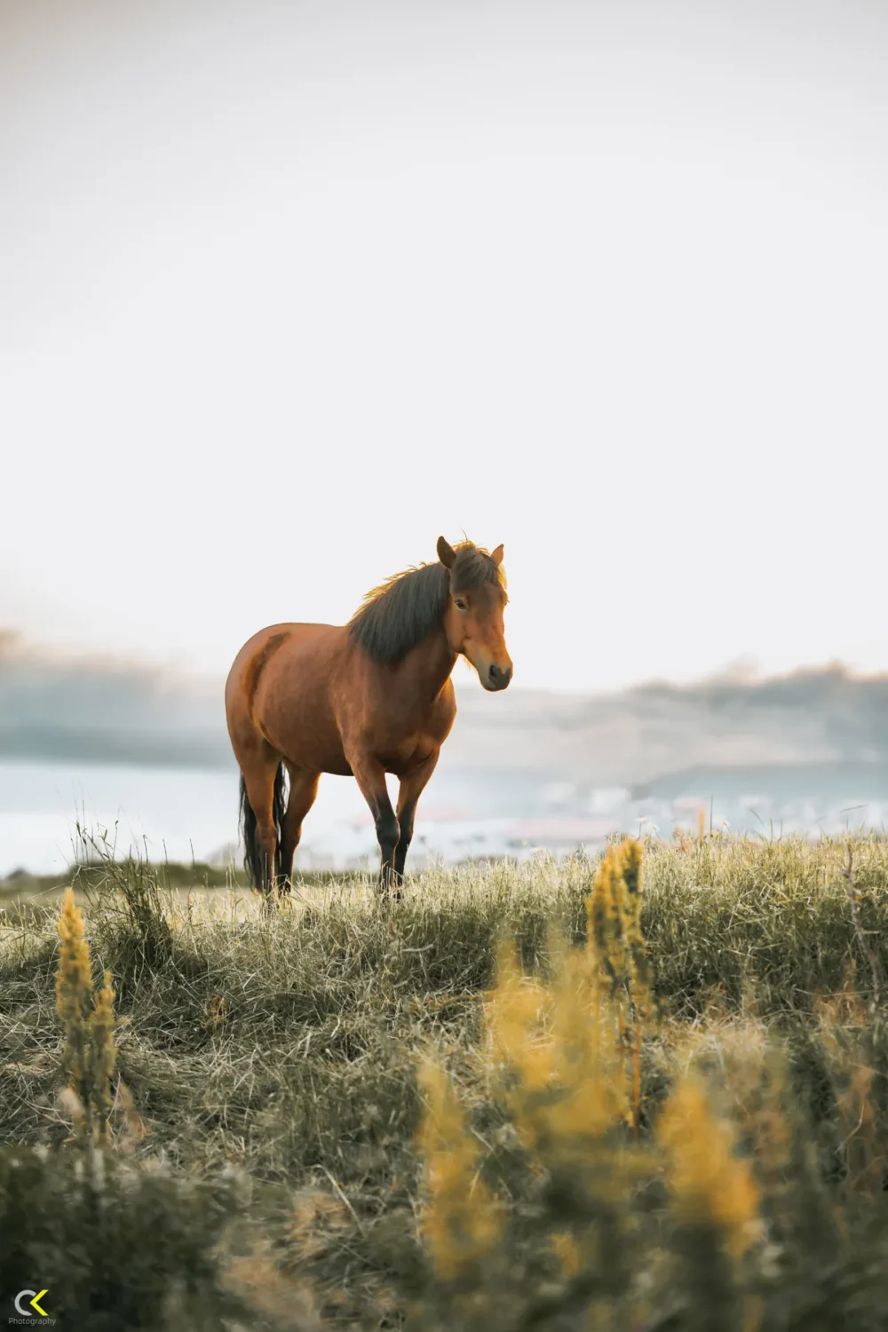 Icelandic Beauty: Horse in a Scenic Field wallart painting